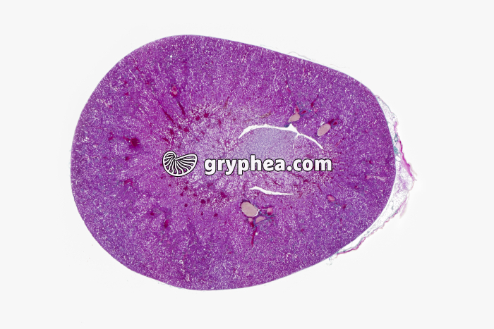 Rein Mammifère CT totale x3 - gryphea.com